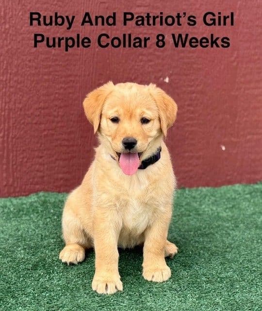 Fox Red AKC Female Labrador Puppy media 9
