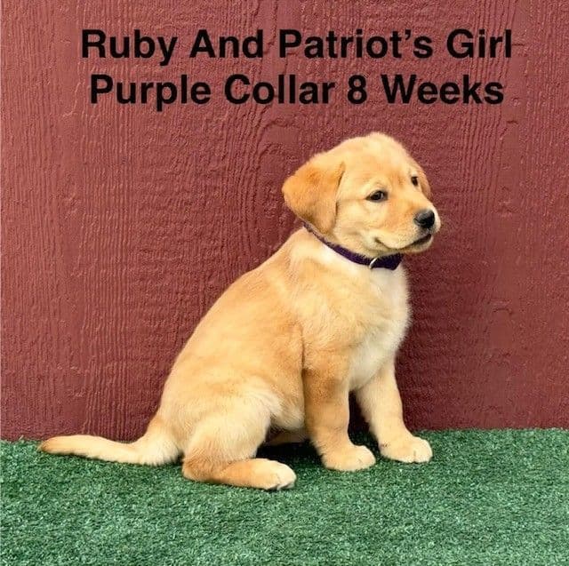 Fox Red AKC Female Labrador Puppy media 10