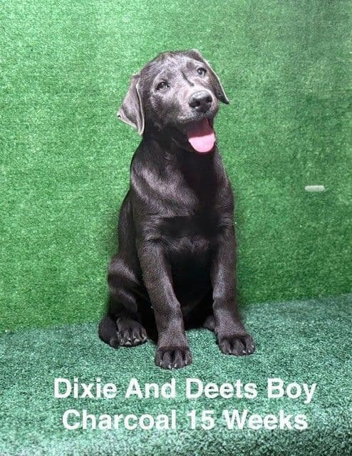 AKC Charcoal Male Labrador Puppy media 6