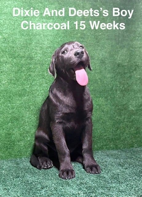 AKC Charcoal Male Labrador Puppy media 7