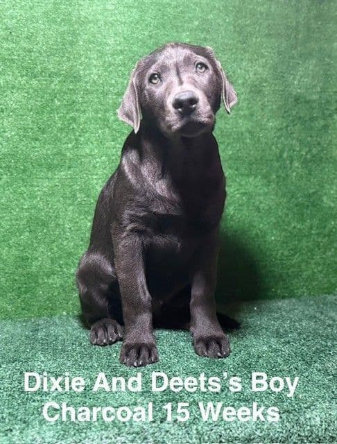 AKC Charcoal Male Labrador Puppy media 8