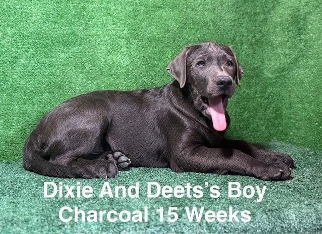AKC Charcoal Male Labrador Puppy media 9