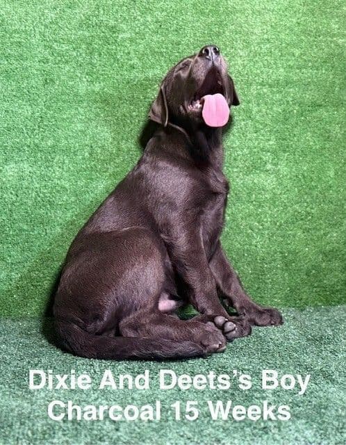 AKC Charcoal Male Labrador Puppy media 10