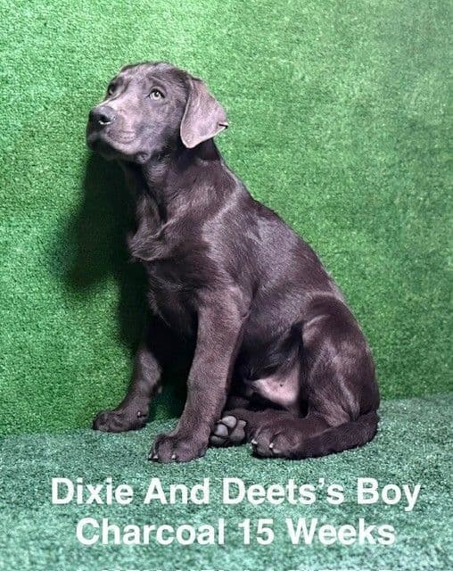 AKC Charcoal Male Labrador Puppy media 11