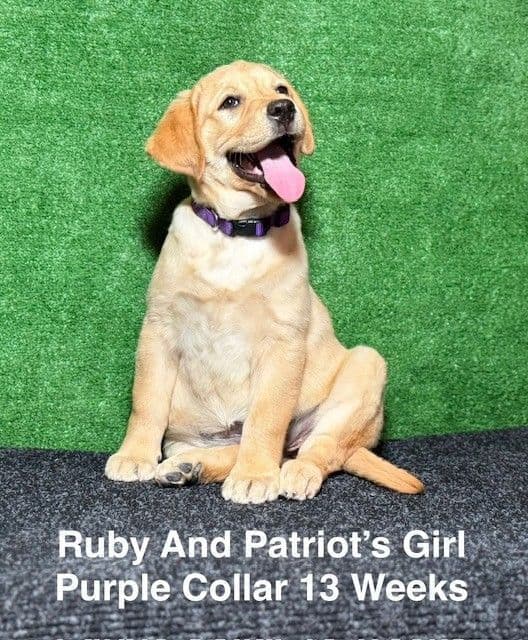 Fox Red AKC Female Labrador Puppy media 11