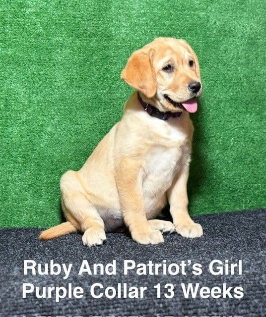 Fox Red AKC Female Labrador Puppy media 12
