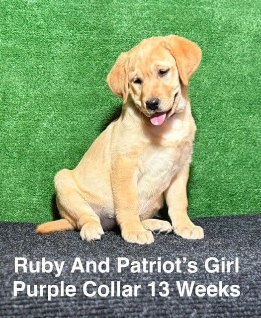 Fox Red AKC Female Labrador Puppy media 13