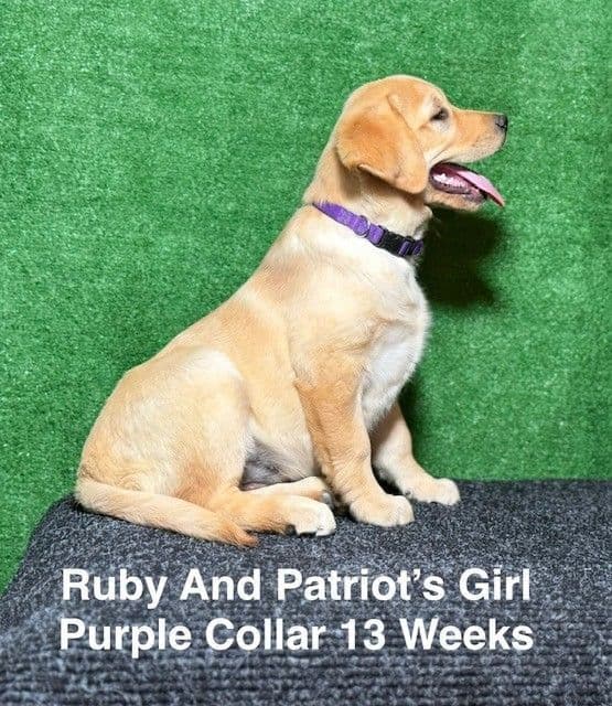 Fox Red AKC Female Labrador Puppy media 15