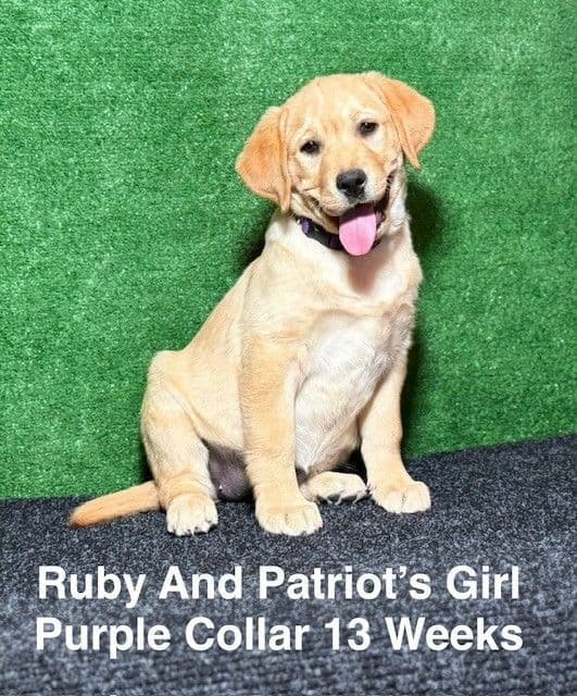 Fox Red AKC Female Labrador Puppy media 16