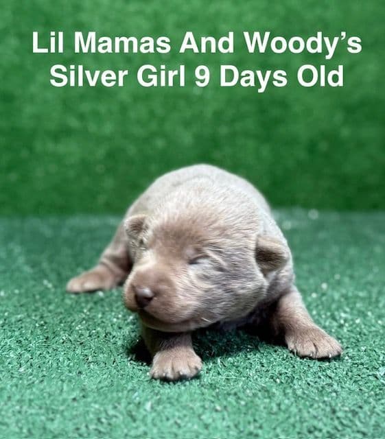 AKC Female Silver Labrador Puppy media 10