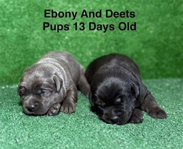 AKC Charcoal And Black Labrador Puppies media 19
