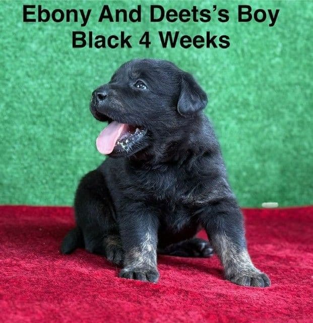 AKC Charcoal And Black Labrador Puppies media 13
