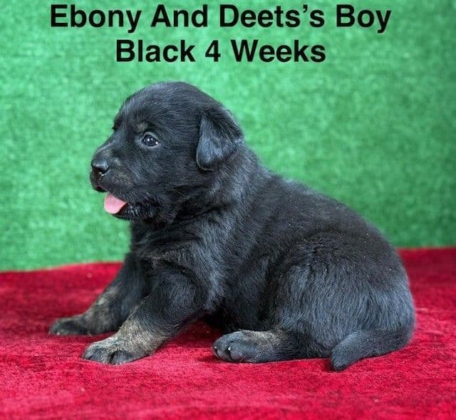 AKC Charcoal And Black Labrador Puppies media 15