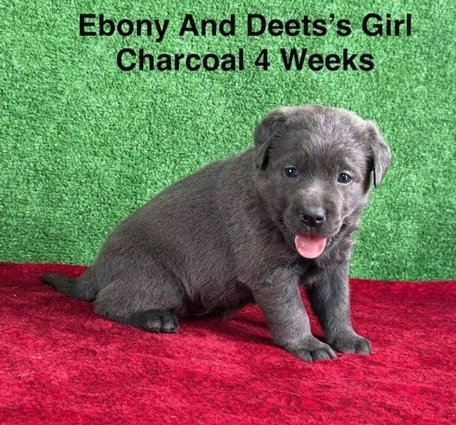 AKC Charcoal And Black Labrador Puppies media 17