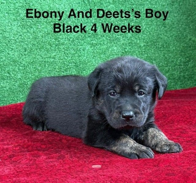 AKC Charcoal And Black Labrador Puppies media 14
