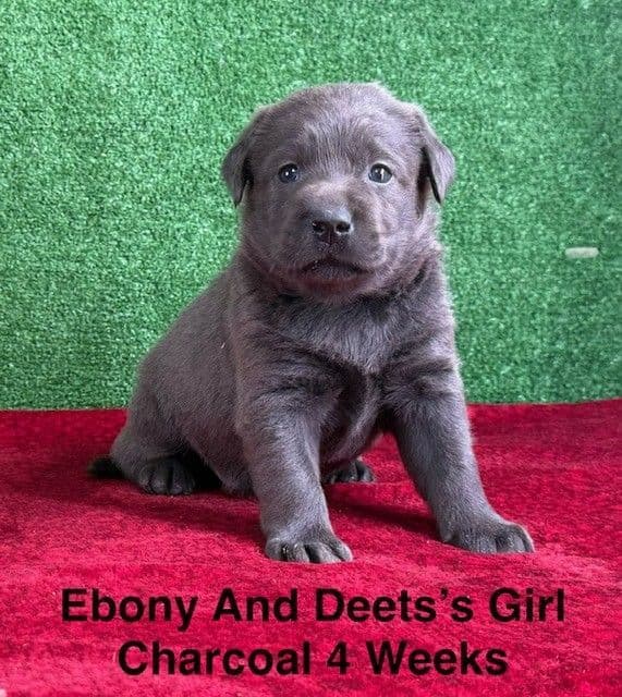 AKC Charcoal And Black Labrador Puppies media 16