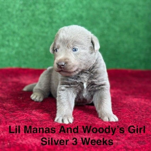 AKC Female Silver Labrador Puppy media 8