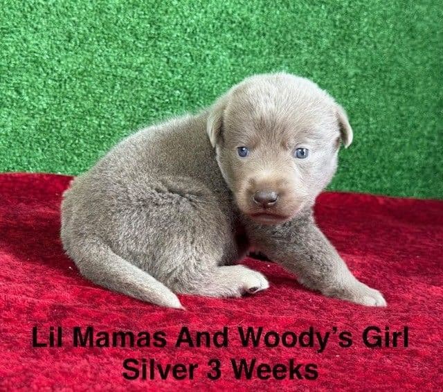 AKC Female Silver Labrador Puppy media 9