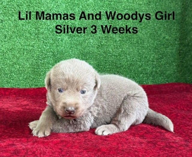 AKC Female Silver Labrador Puppy media 7