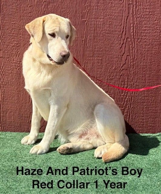 Male Yellow Labrador Teen media 6