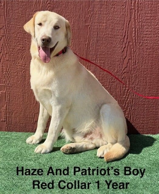 Male Yellow Labrador Teen media 7