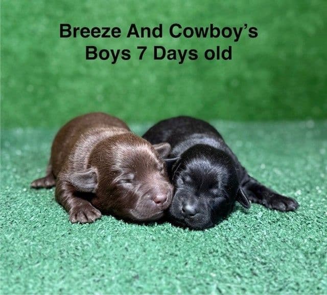 AKC Female Black Labrador Puppy media 8