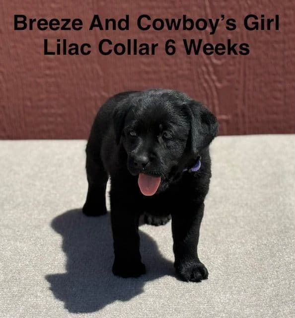 AKC Female Black Labrador Puppy media 4