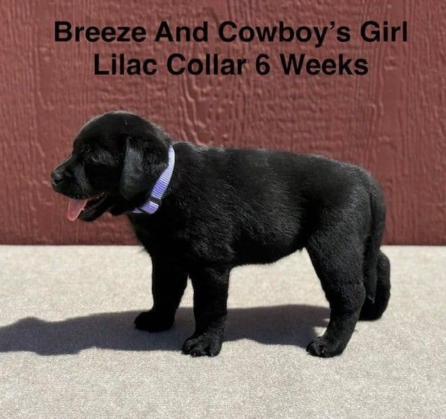 AKC Female Black Labrador Puppy media 5