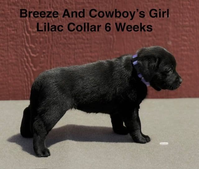 AKC Female Black Labrador Puppy media 6
