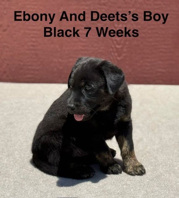 AKC Charcoal And Black Labrador Puppies media 12