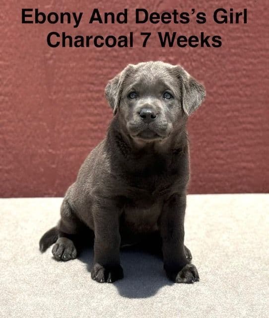 AKC Charcoal And Black Labrador Puppies media 7