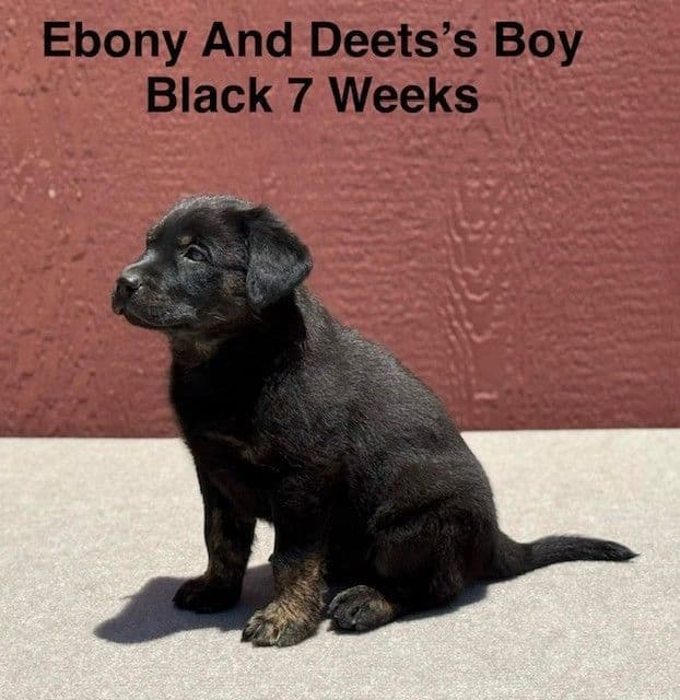 AKC Charcoal And Black Labrador Puppies media 11