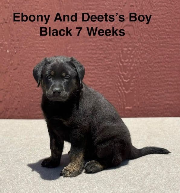 AKC Charcoal And Black Labrador Puppies media 10