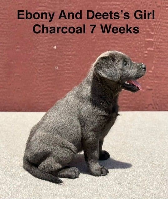 AKC Charcoal And Black Labrador Puppies media 8