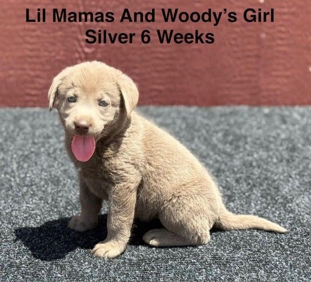 AKC Female Silver Labrador Puppy media 5