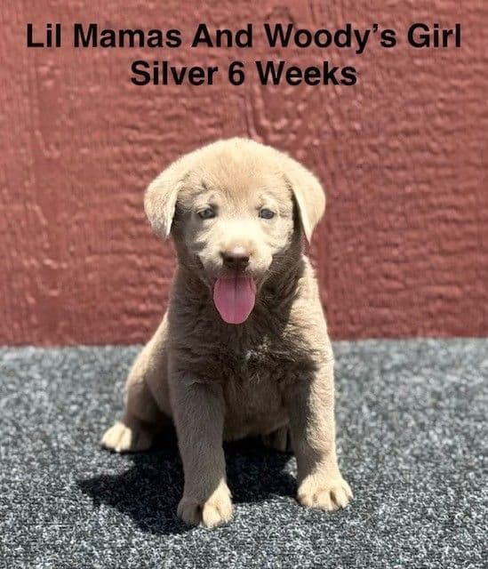AKC Female Silver Labrador Puppy media 4