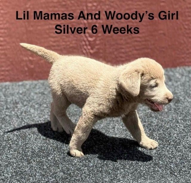 AKC Female Silver Labrador Puppy media 6