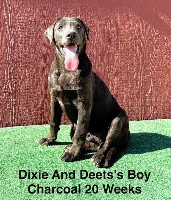 AKC Charcoal Male Labrador Puppy media 12
