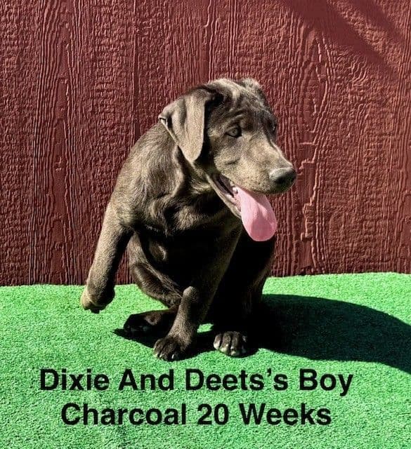 AKC Charcoal Male Labrador Puppy media 13