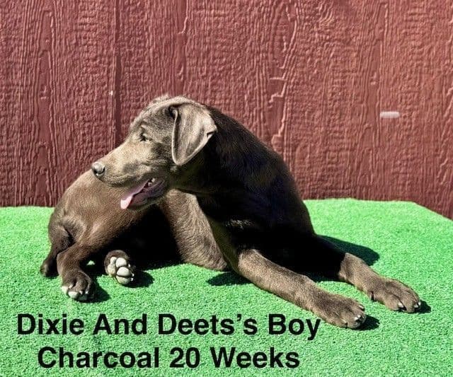 AKC Charcoal Male Labrador Puppy media 14