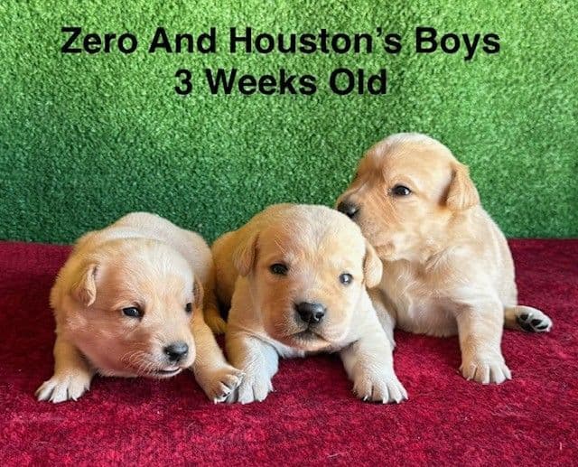 AKC Light Fox Red  and Yellow Labrador Puppies media 17