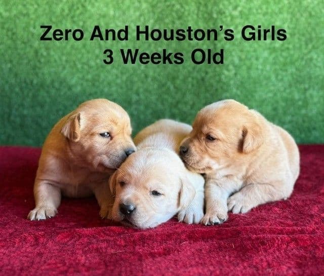 AKC Light Fox Red  and Yellow Labrador Puppies media 16