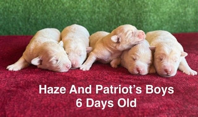 AKC Yellow And Champagne Labrador Puppies media 24