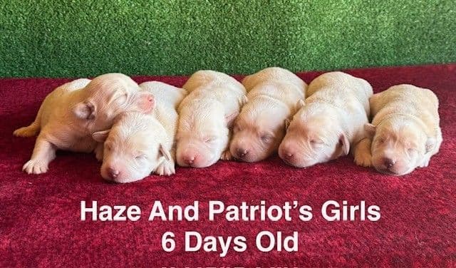 AKC Yellow And Champagne Labrador Puppies media 23