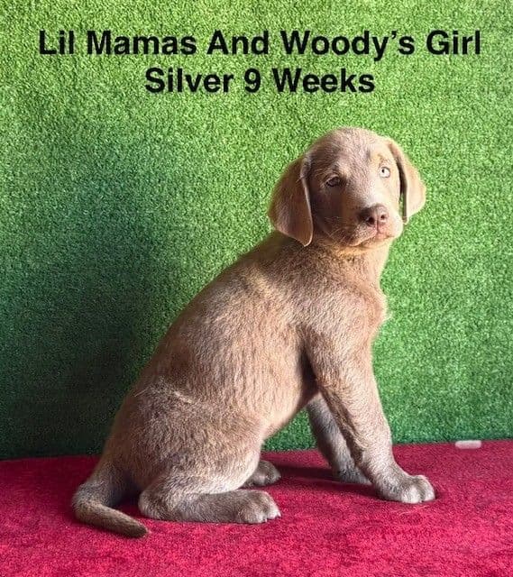 AKC Female Silver Labrador Puppy media 3