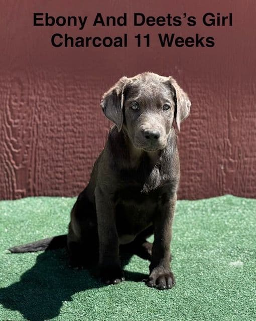 AKC Charcoal And Black Labrador Puppies media 3