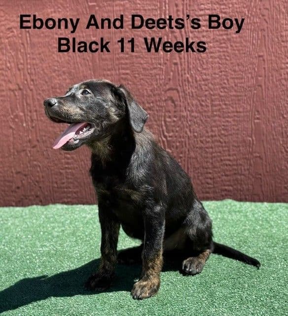AKC Charcoal And Black Labrador Puppies media 6