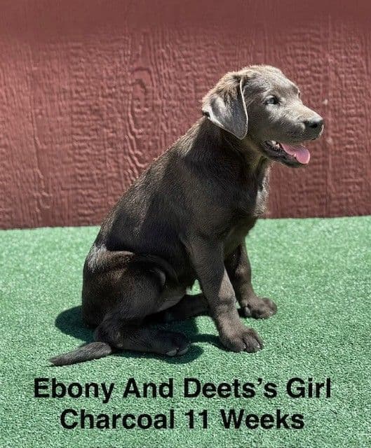 AKC Charcoal And Black Labrador Puppies media 2