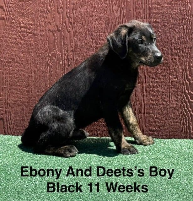 AKC Charcoal And Black Labrador Puppies media 5