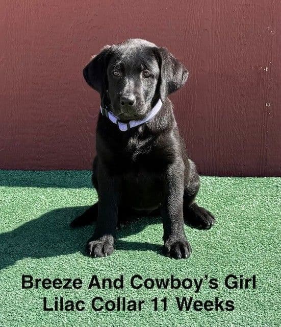 AKC Female Black Labrador Puppy media 2